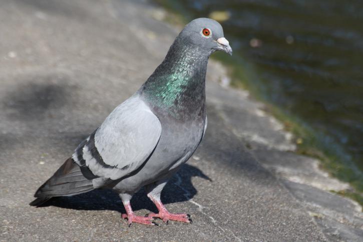 Pigeons : Comment Identifier l'Invasion et S'en Débarrasser Définitivement