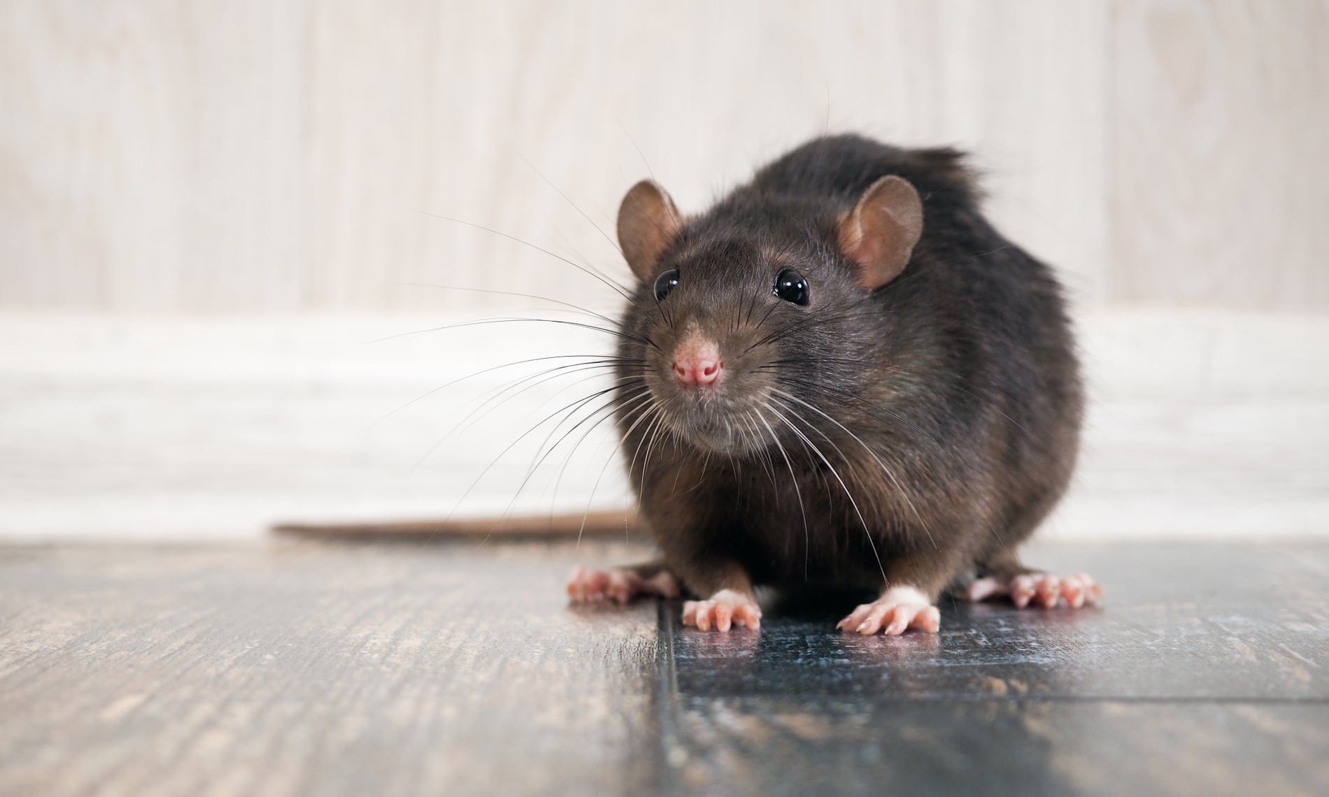 Rat ou Souris ? Comment Identifier l'Intrus et s'en Débarrasser Définitivement
