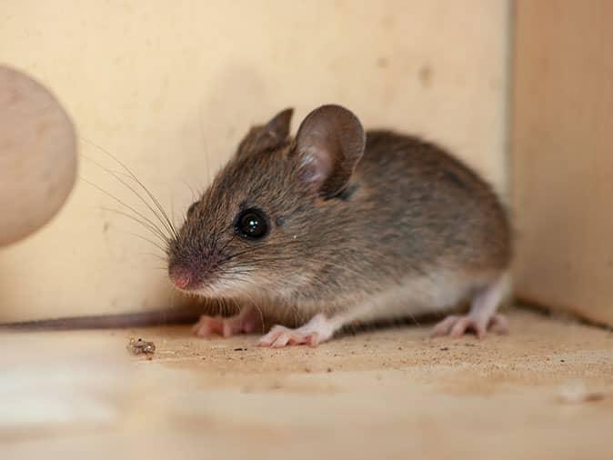 Guide Complet: Comment se débarrasser des souris dans une maison