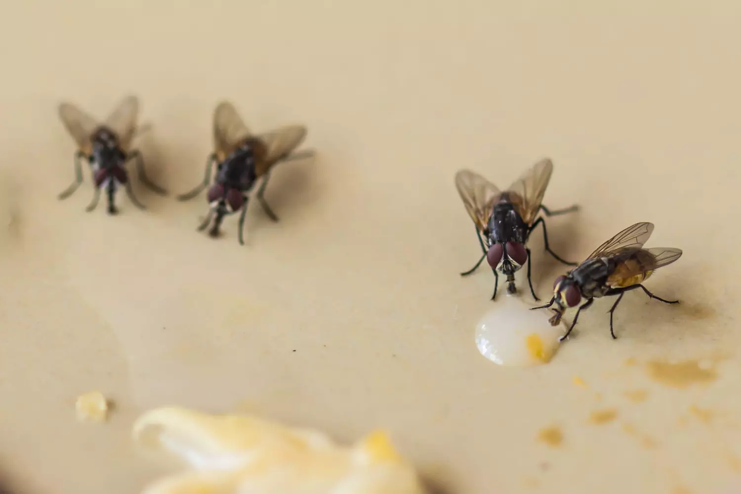 Mouches dans la Cuisine : Pourquoi Elles Tournent Autour de la Poubelle et Comment S'en Débarrasser Durablement